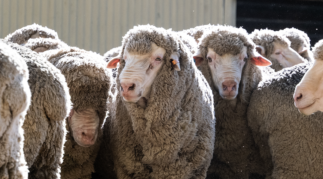 A mob of merino sheep