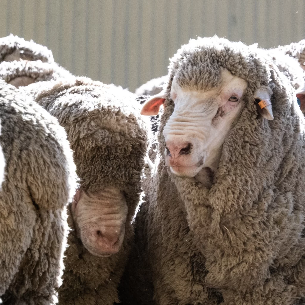 Merino sheep