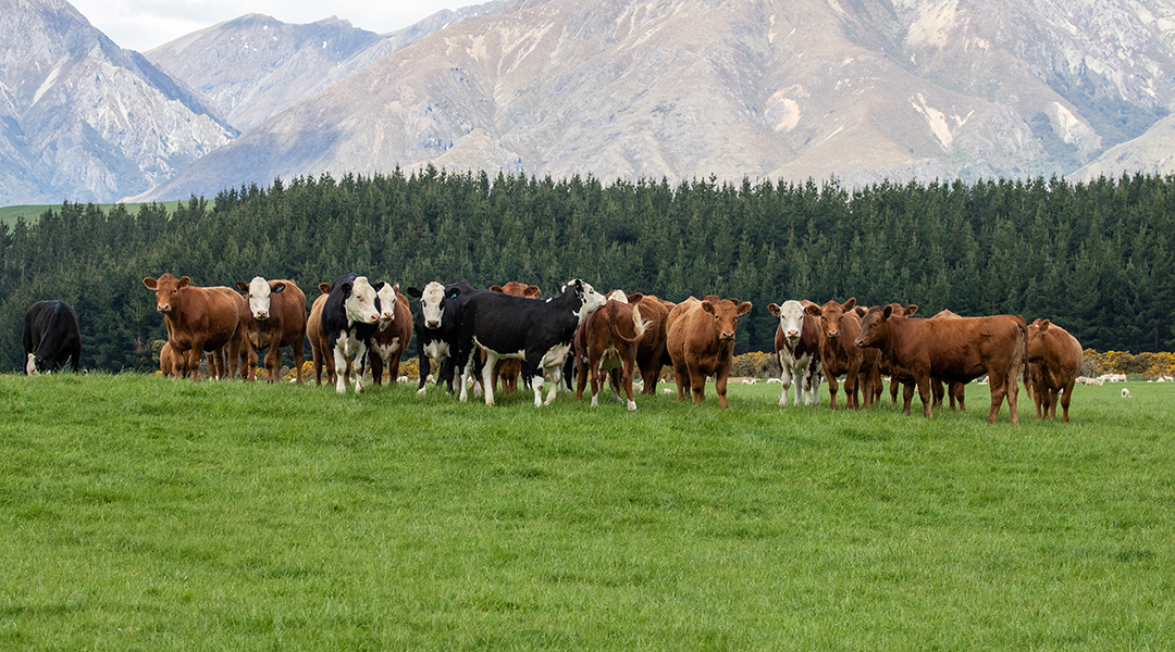 New Zealand cows in a field