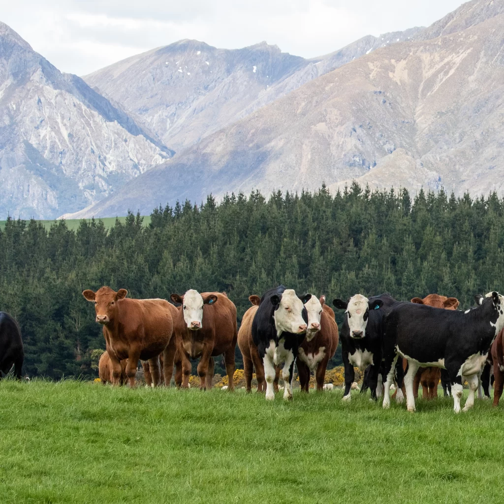 New Zealand cows in a field