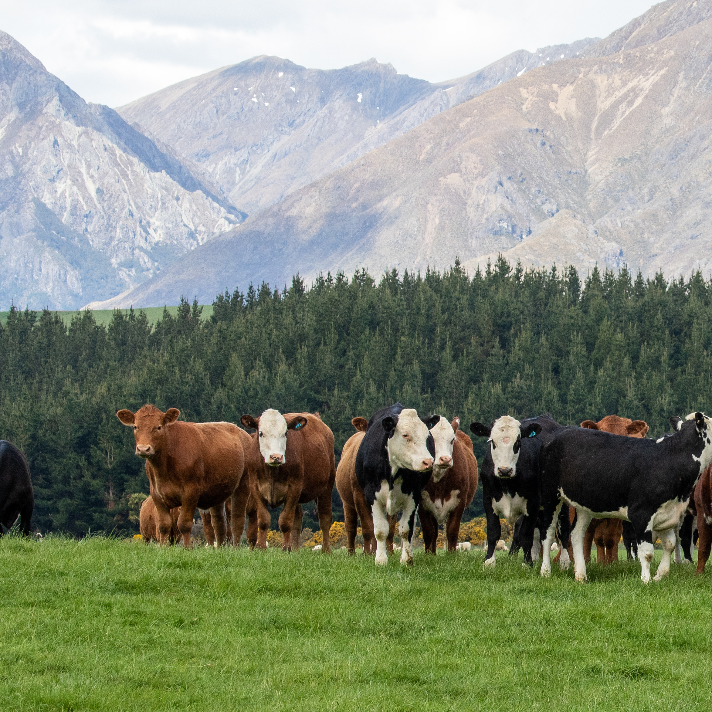 New Zealand cows in a field