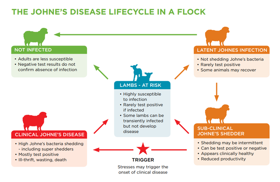 infographic of Johne's disease lifecycle in a flock