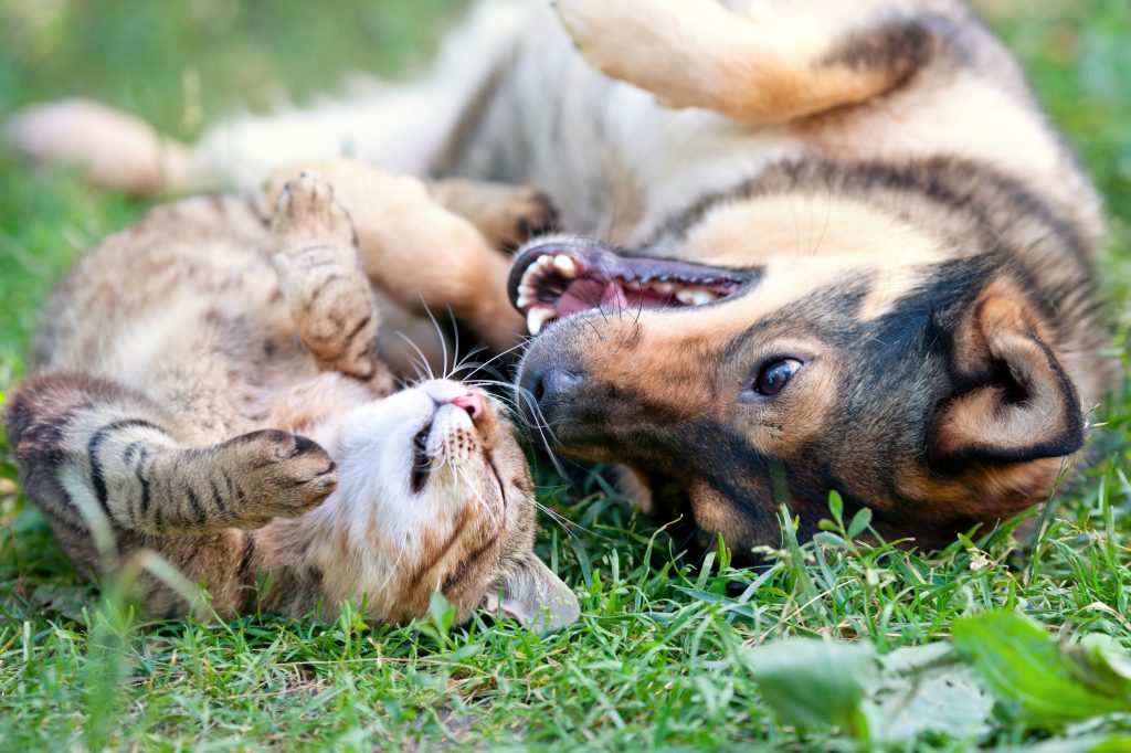 happy cat and dog rolling in grass together