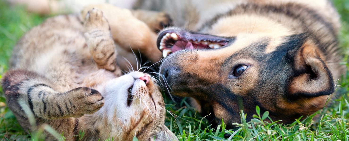 happy cat and dog rolling in grass together