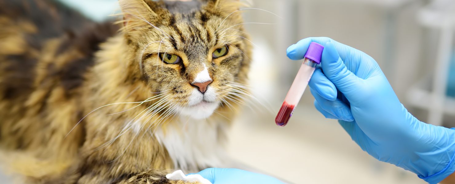 cat blood test