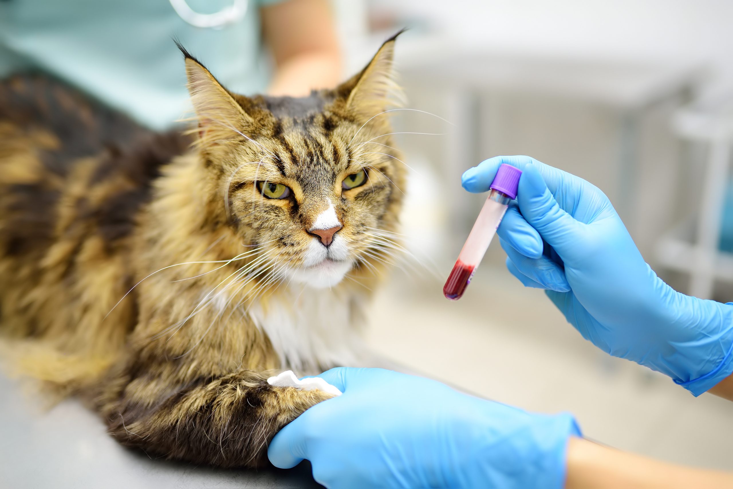 cat blood test