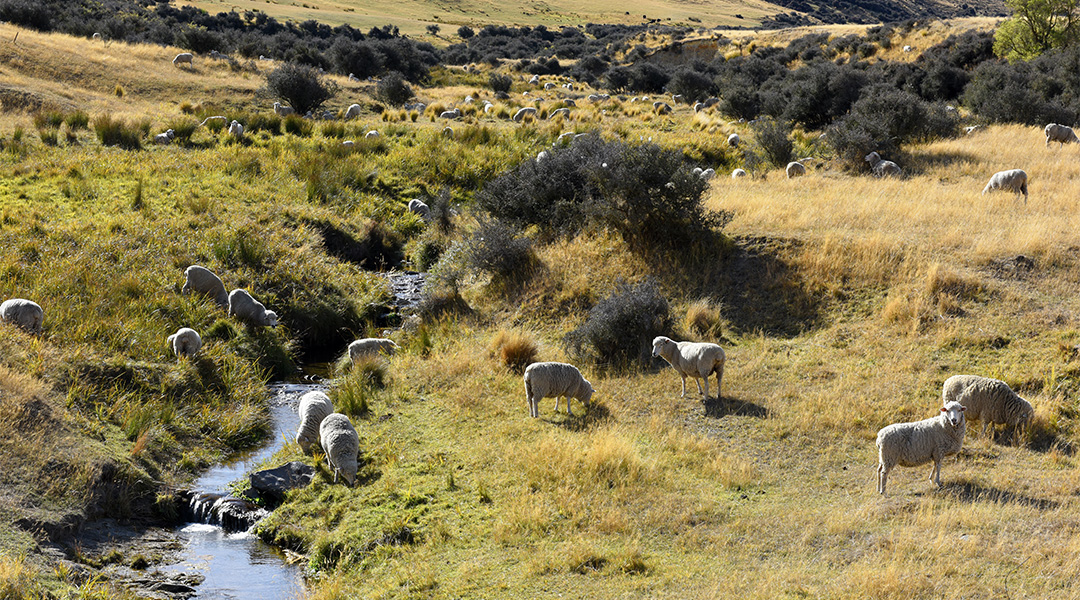 sheep in paddock by river