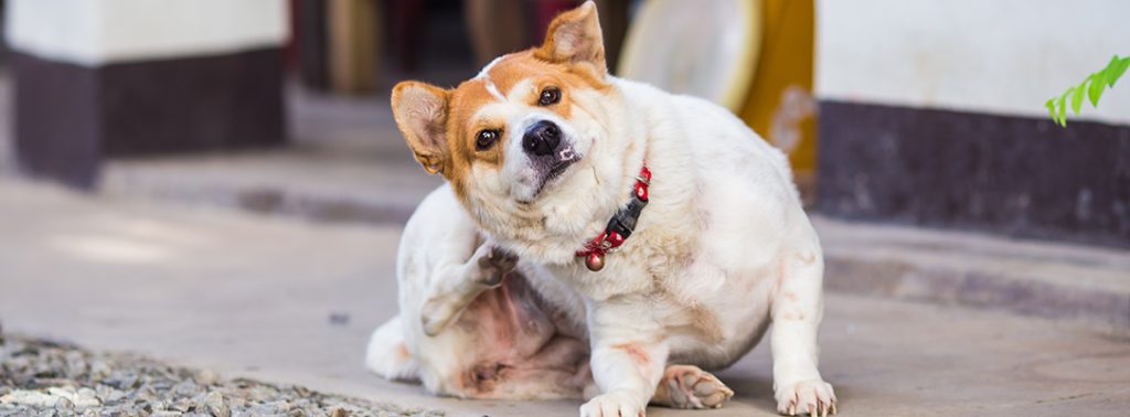 A small dog outside furiously scratching because they are itchy