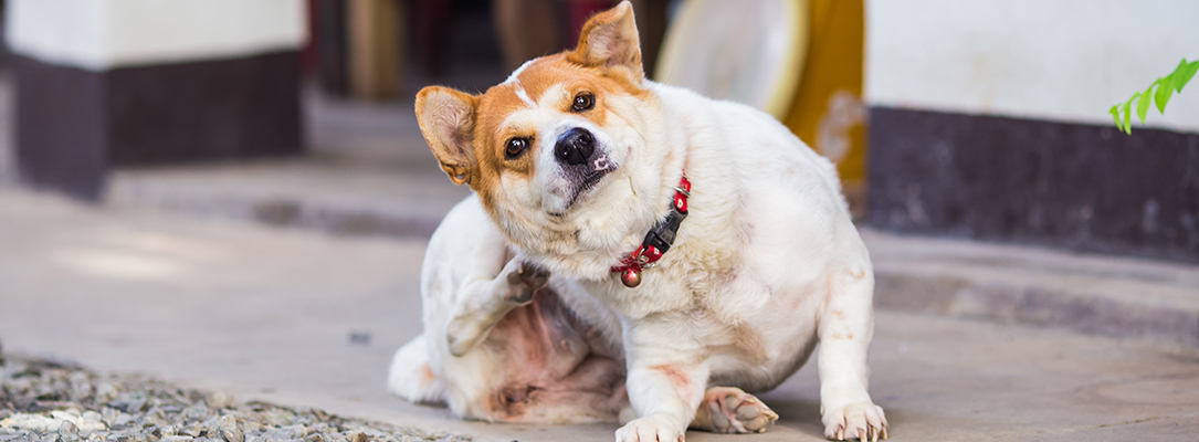 A small dog outside furiously scratching because they are itchy
