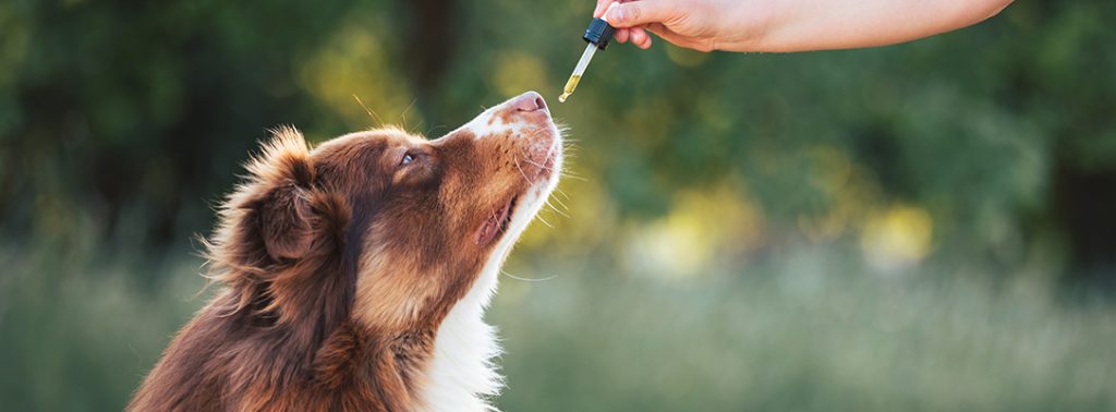 A red collie dog outside being given supplements via a dropper