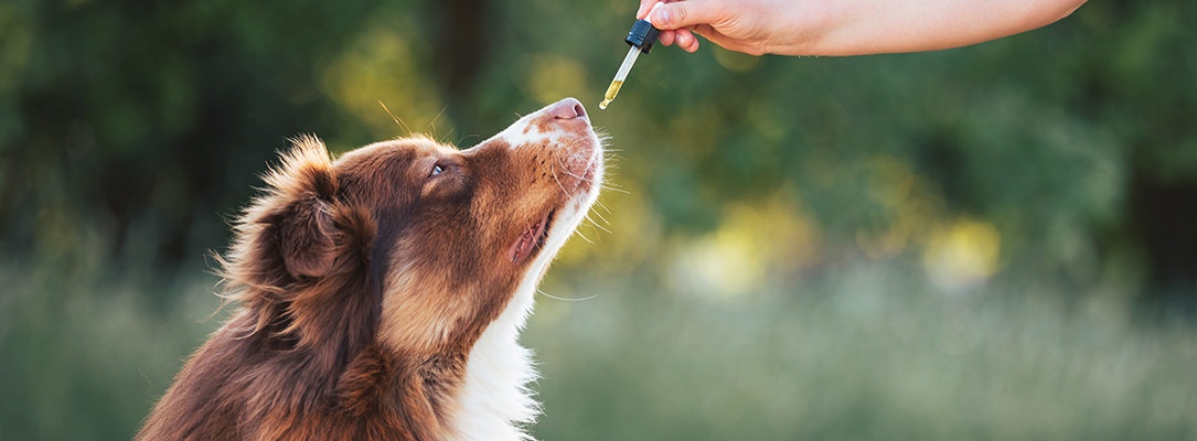 A red collie dog outside being given supplements via a dropper