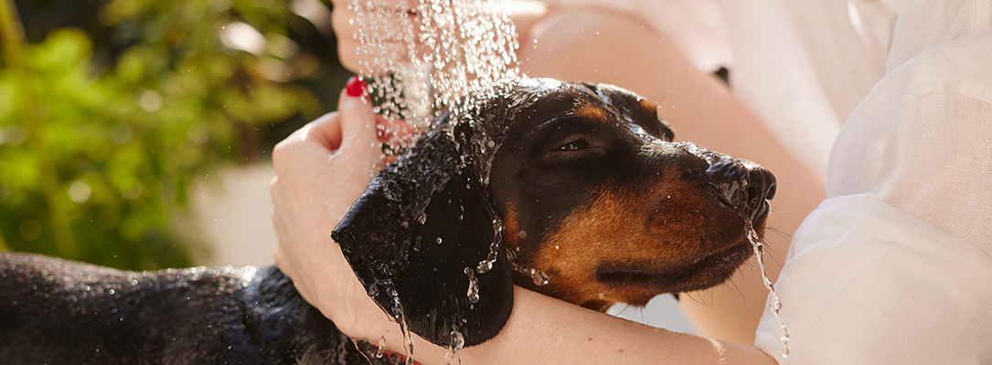 dog being bathed outside