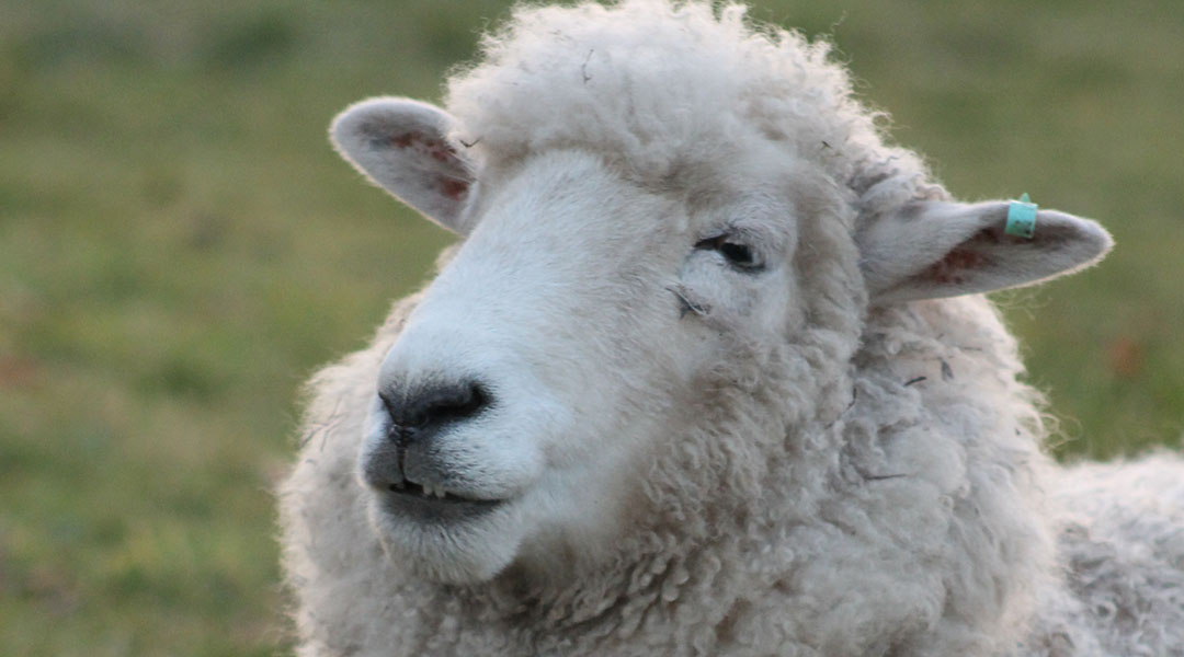 Picture of a sheep's head