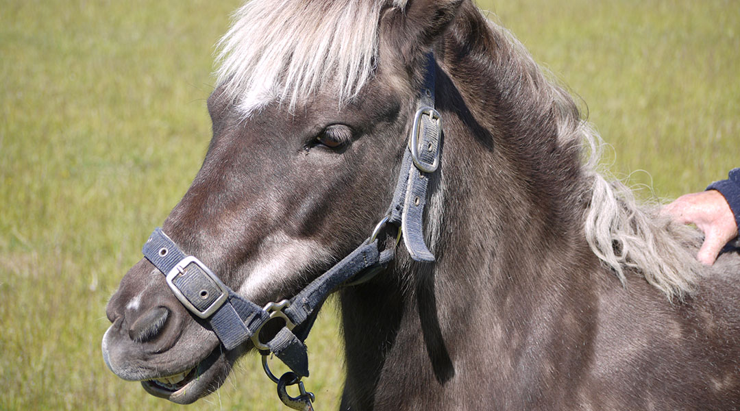 Side profile of Minty the horse