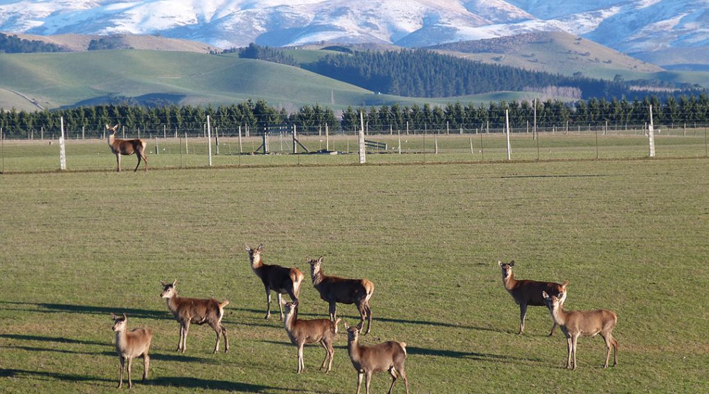 Deer in paddock
