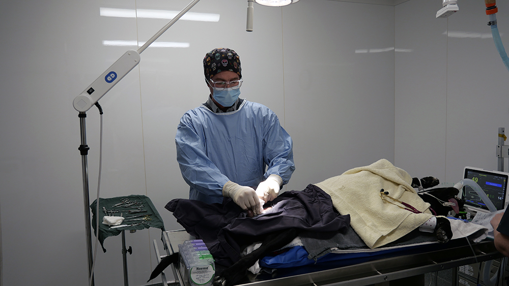 Alex Avery operating on a dog at Vetlife Timaru