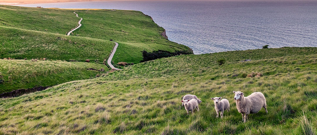 Photo of a sheep with her lambs on a rolling green hill with the see in the background