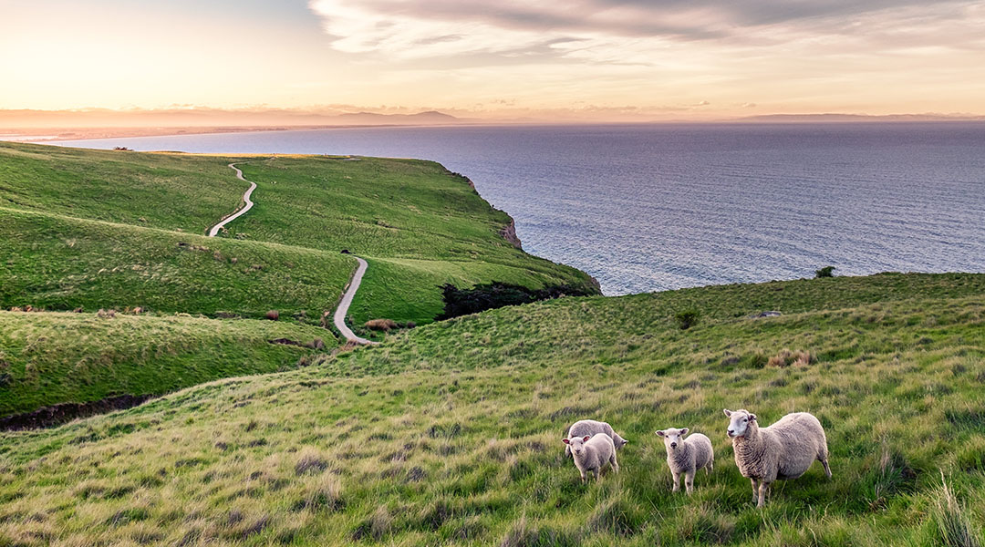 Photo of a sheep with her lambs on a rolling green hill with the see in the background