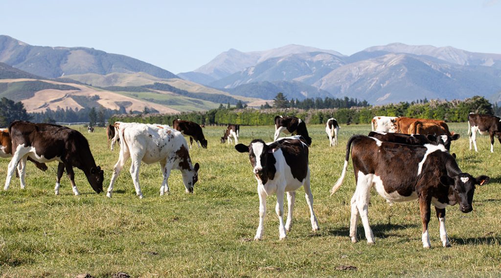 Calves grazing in a paddock with hills in the background