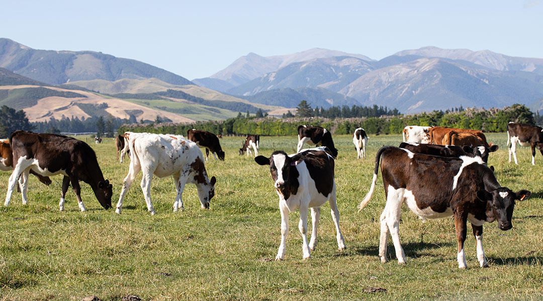 Calves grazing in a paddock with hills in the background