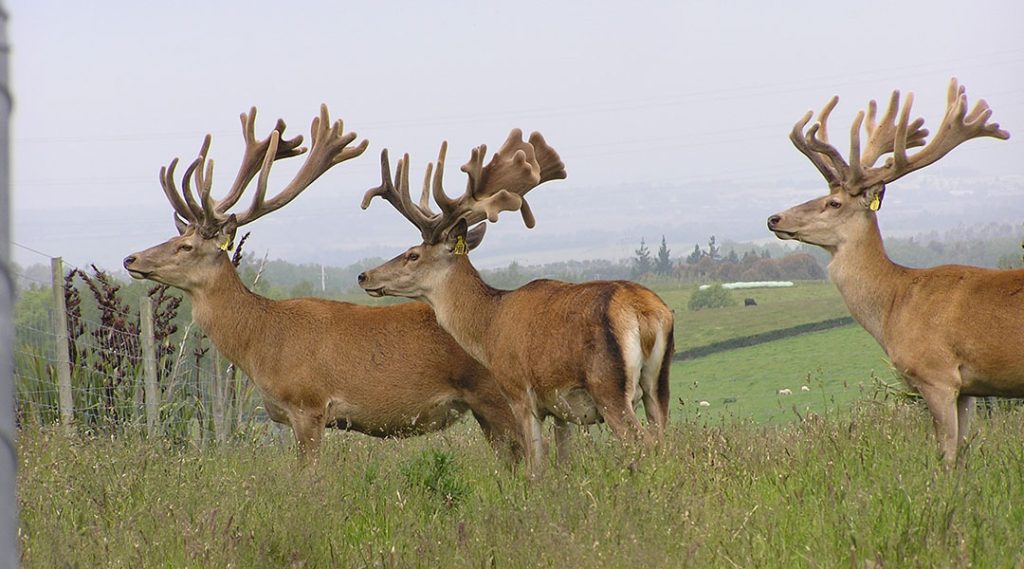 Red deer standing in a paddock