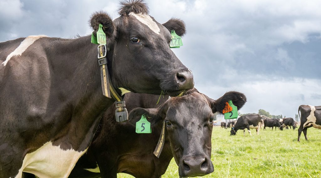 Close up of two cows wearing cow collars