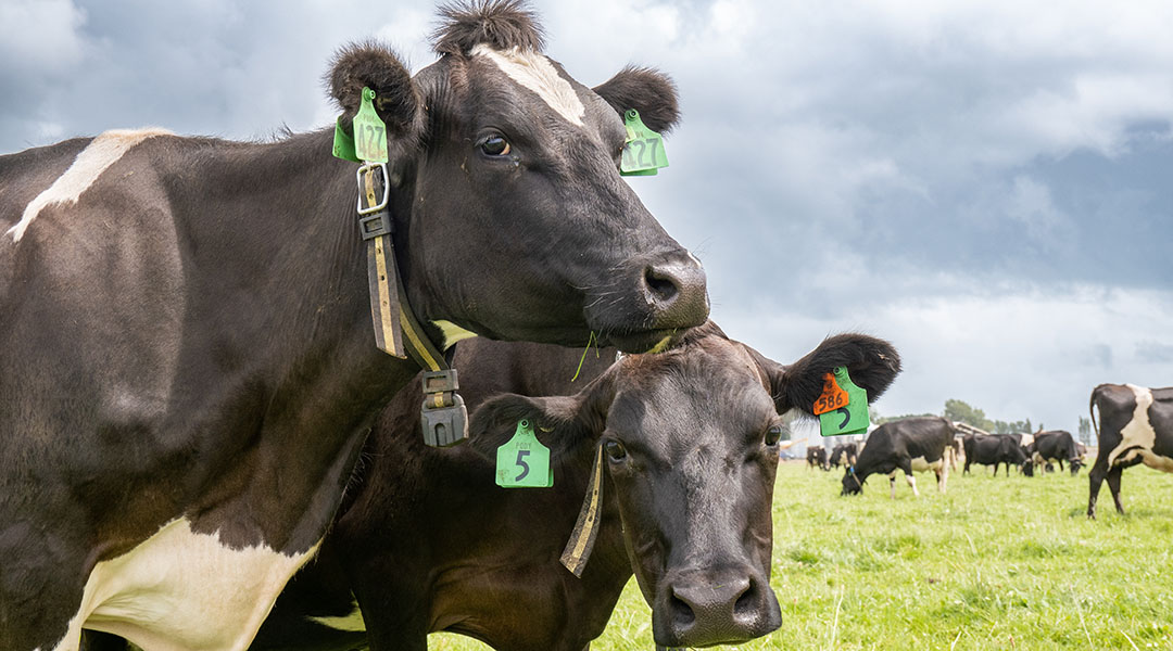 Close up of two cows wearing cow collars