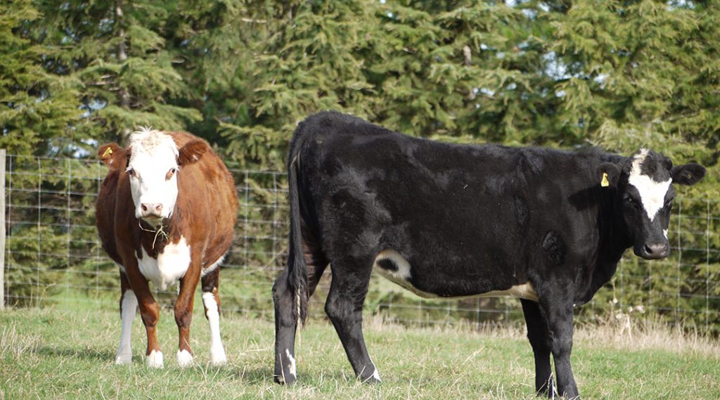 Beef cows standing in paddock