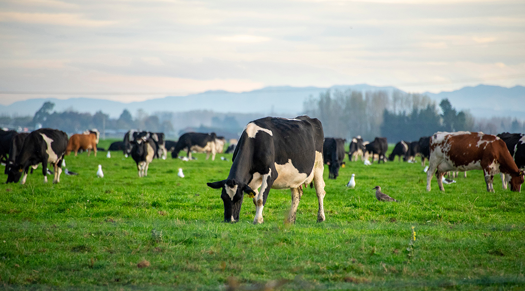 Cows standing in a paddock