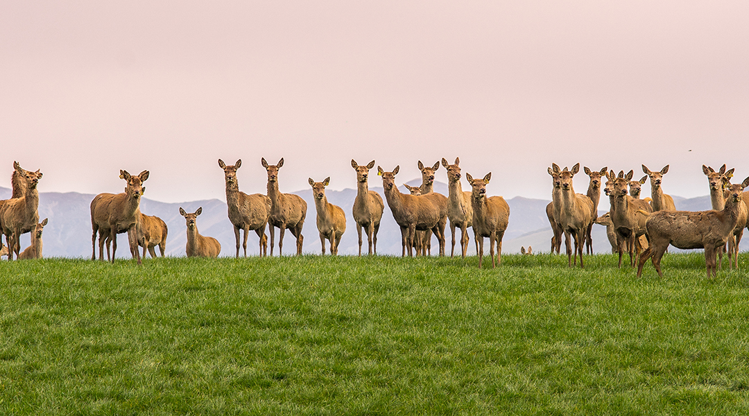 Deer standing in a paddock