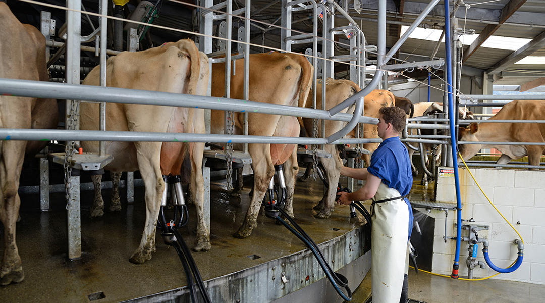 cows being milked in a rotary dairy shed