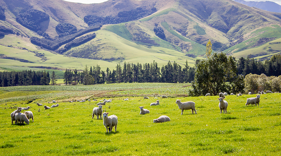 Sheep grazing on a farm with hill in the background