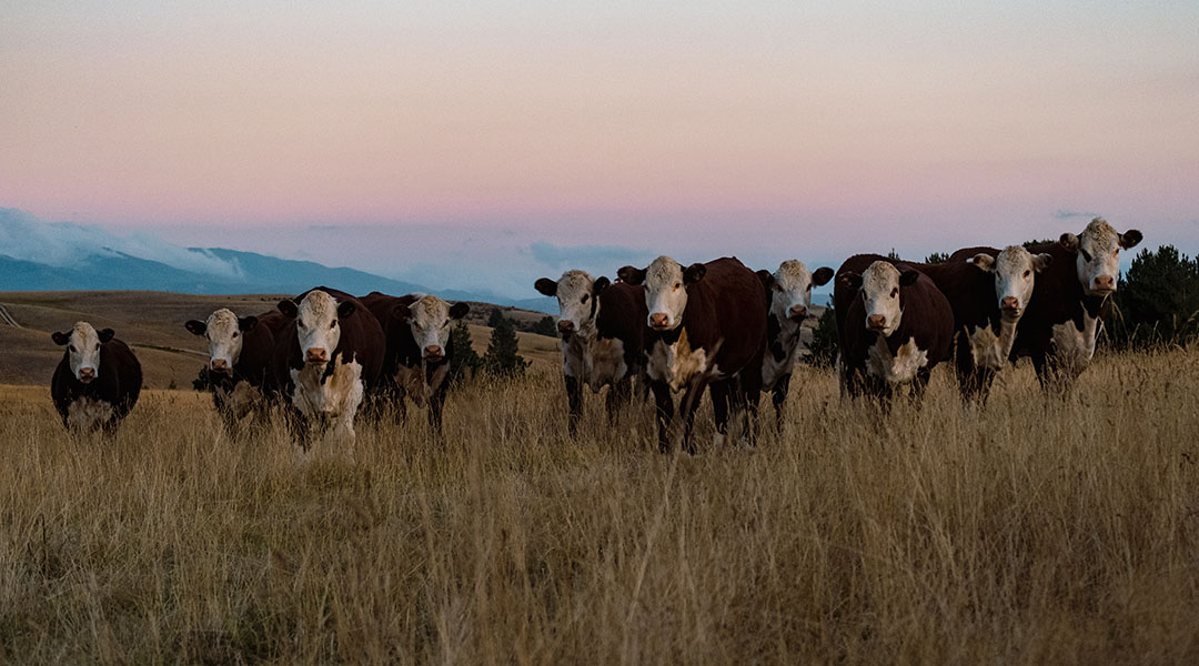 Beef cows standing in a paddock