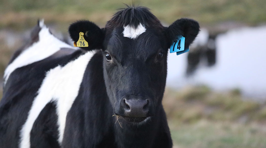 Young cow