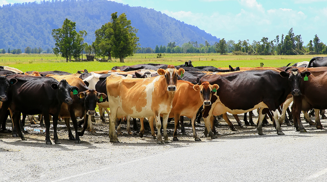 A herd of dairy cows in New Zealand