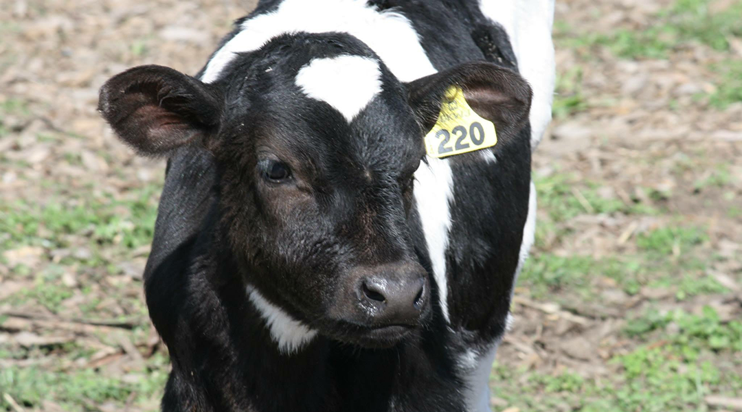 A dairy calf