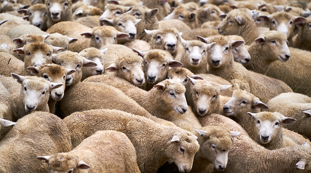 A flock of hogget sheep