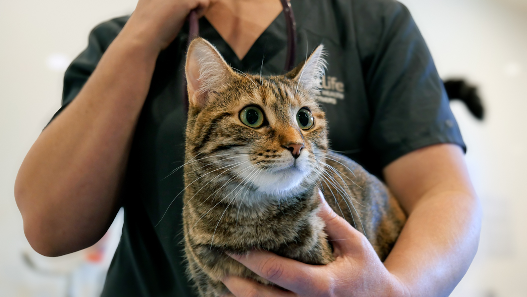 Close up of a cat at vet clinic
