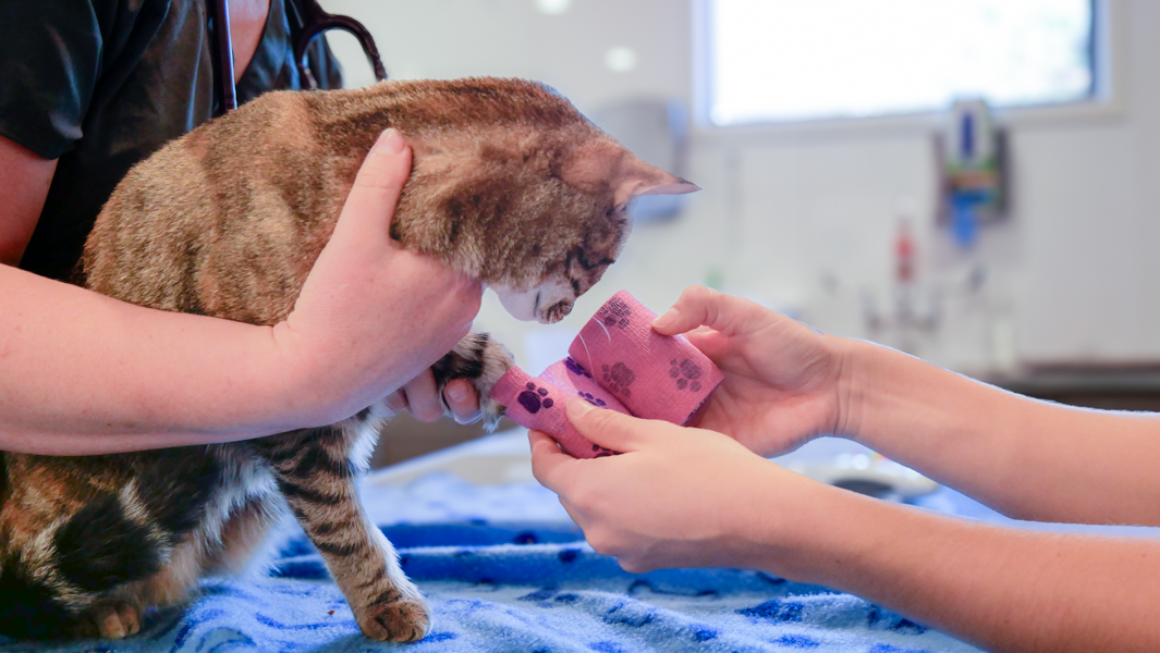 Cat being bandaged