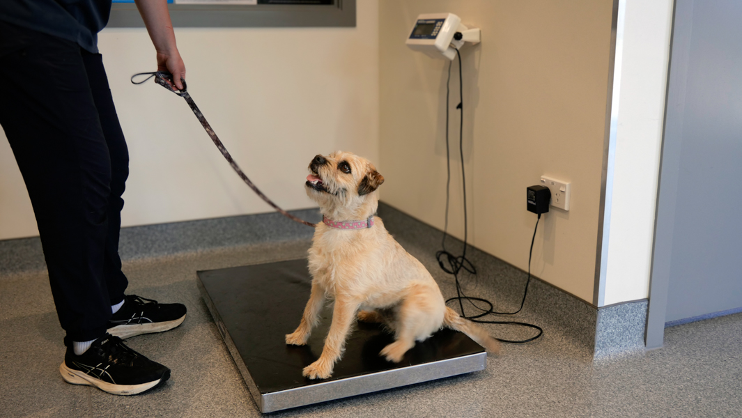 Terrier being weighed