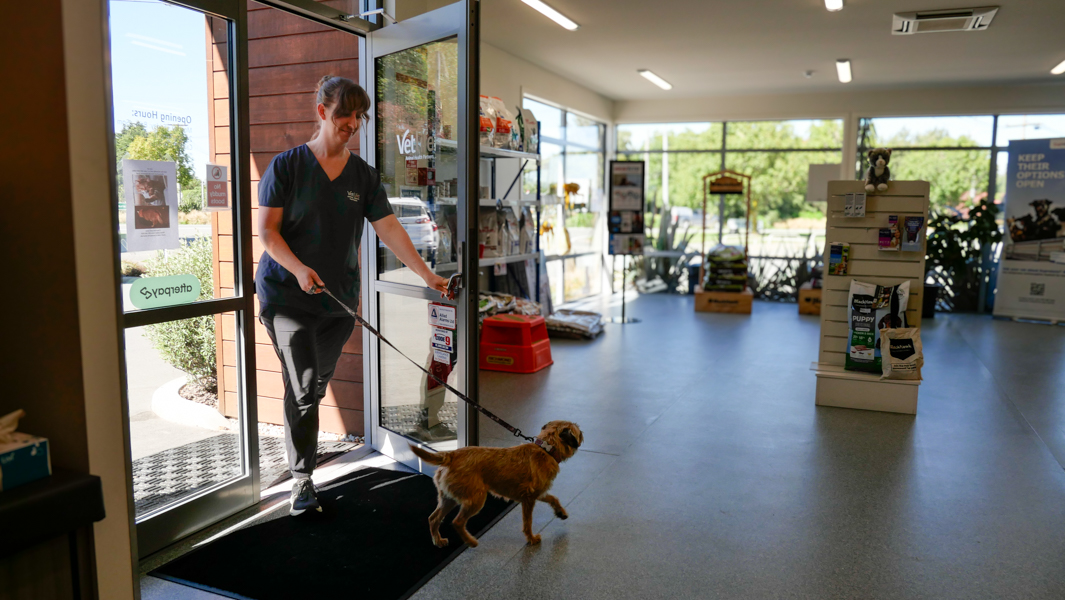 Vet walking into clinic with terrier