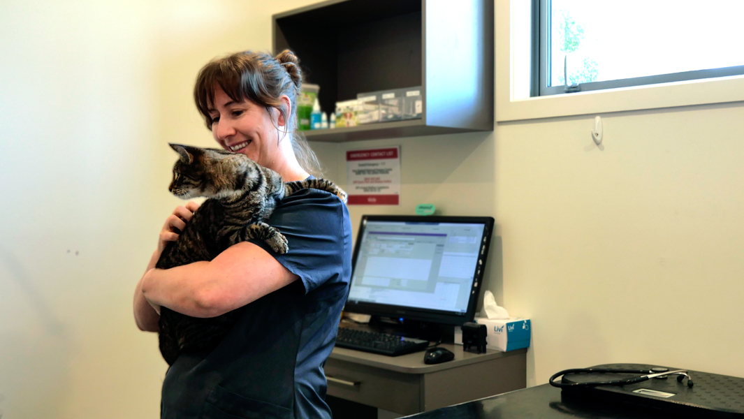 Vet holding a cat