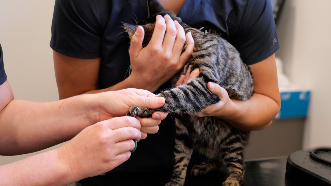 Cat being nail clipped
