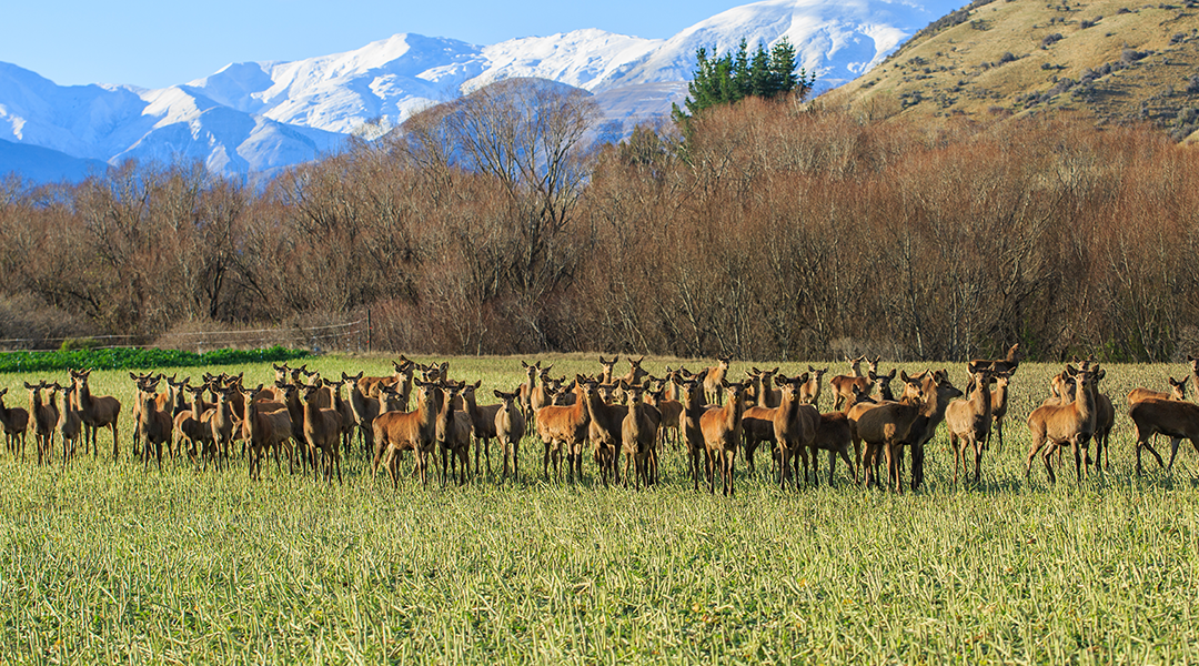 Deer in a field with Southern Alps behind