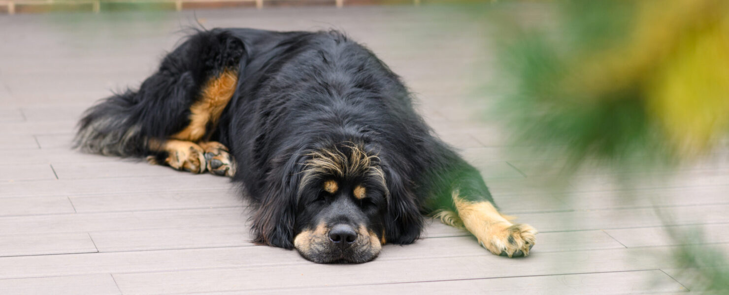 A sad dog is resting near the house on a wooden deck. Shot through the branches of a pine tree. Selective focus on the dog.