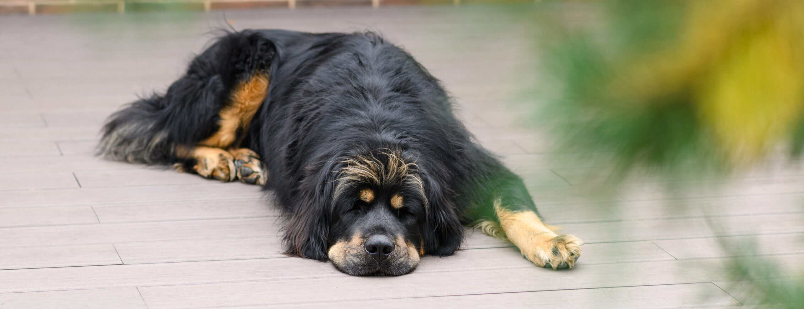 A sad dog is resting near the house on a wooden deck. Shot through the branches of a pine tree. Selective focus on the dog.