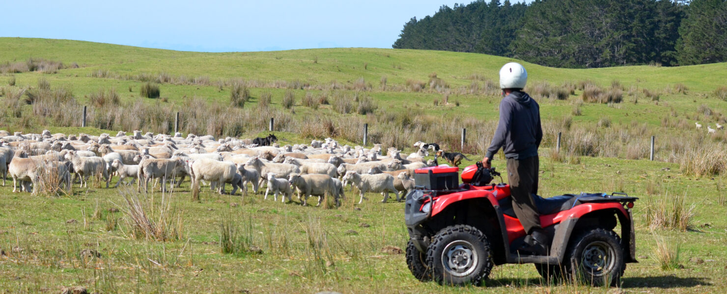 Shepherd during Sheep herding in New Zealand