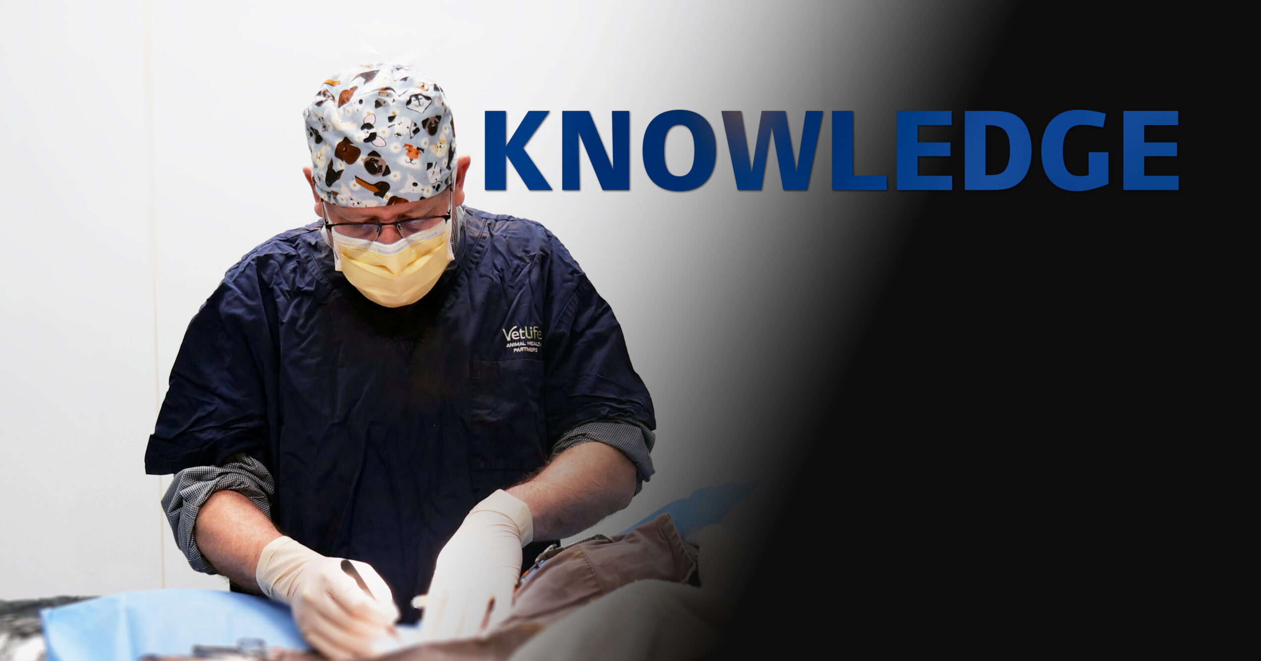 Vetlife vet performing surgery demonstrating knowledge