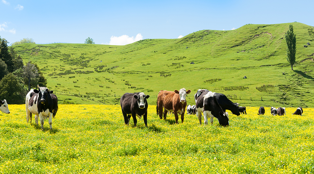 Beef cattle grazing in a paddokc