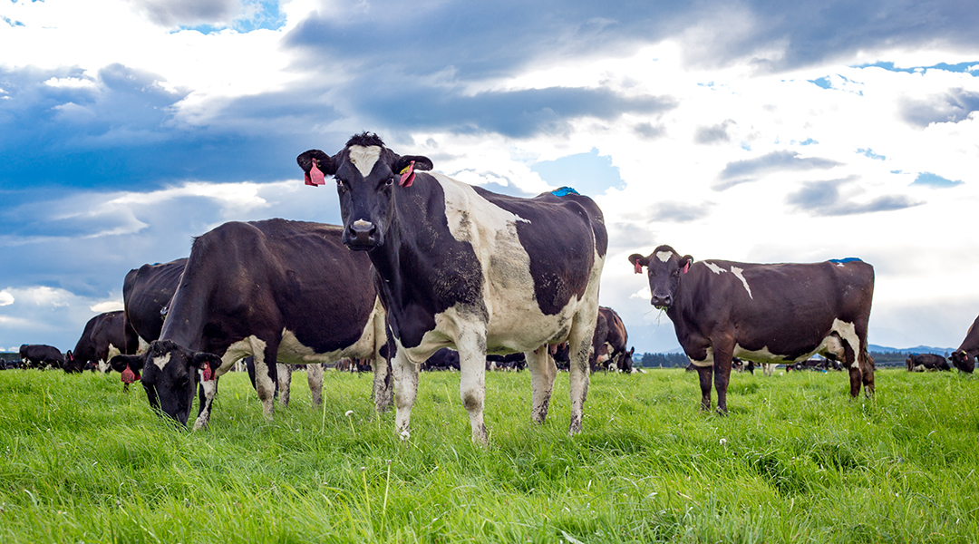 Dairy cows in New Zealand with tail paint